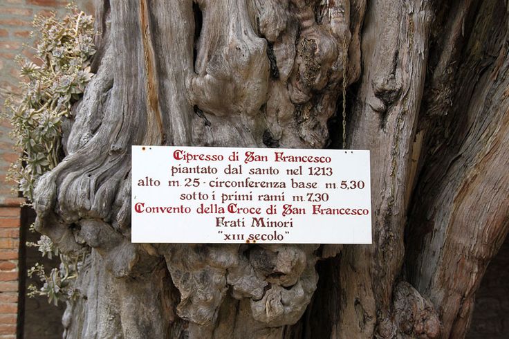 Cipresso di San Francesco  - Romagna Damare